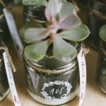 Decorative succulents plants for your wedding guests