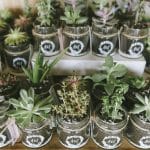 Decorative succulents plants for your wedding guests