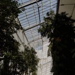 Wedding photography in a greenhouse